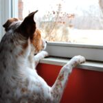 Köpeklerde Aşırı Bağlılık ve Velcro Sendromu Neden Olur?