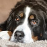 Köpeklerin Burun Özellikleri: Burun İzi ve Koku Alma Gücü